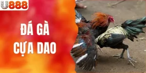Đá Gà Cựa Dao - Trải Nghiệm Cùng Sân Chơi Uy Tín U888