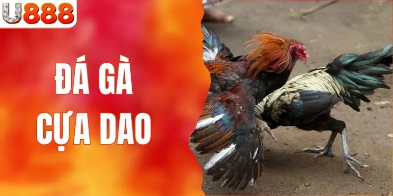 Đá Gà Cựa Dao - Trải Nghiệm Cùng Sân Chơi Uy Tín U888
