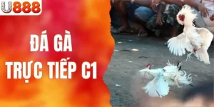 Đá Gà Trực Tiếp C1 - Cùng U888 Khám Phá Giải Đấu Danh Giá