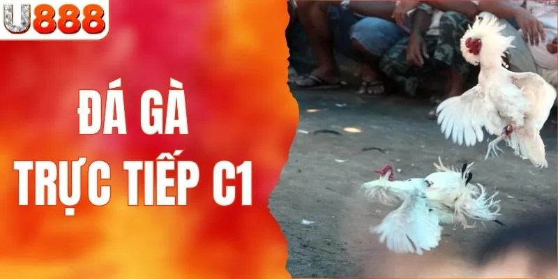 Đá Gà Trực Tiếp C1 - Cùng U888 Khám Phá Giải Đấu Danh Giá