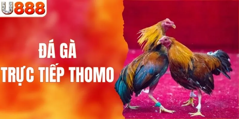 Đá Gà Trực Tiếp Thomo - Trải Nghiệm Sôi Động Cùng U888