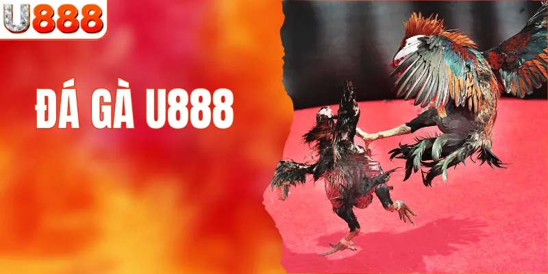 Đá Gà U888 – Sân Chơi Giải Trí Chất Lượng Nhất Năm 2025