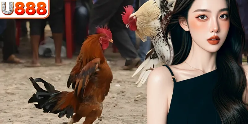 Khái quát nhanh về sảnh đá gà U888