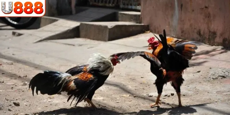 Các chiến thuật chơi đá gà chọi hiệu quả
