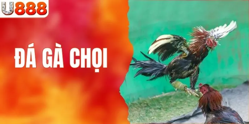 đá gà chọi