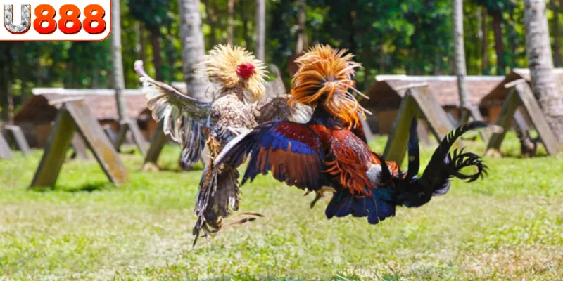 Đá gà cựa sắt 
