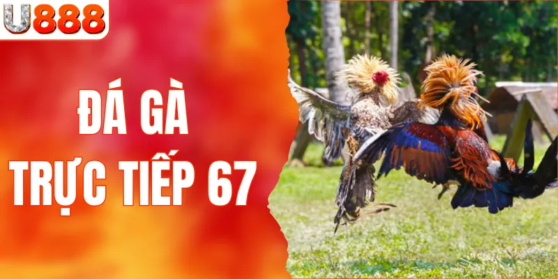 đá gà trực tiếp 67