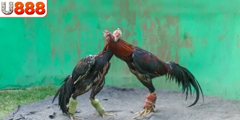 Khám phá tổng quan sân chơi đá gà chọi